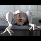 Huhn_frontal
